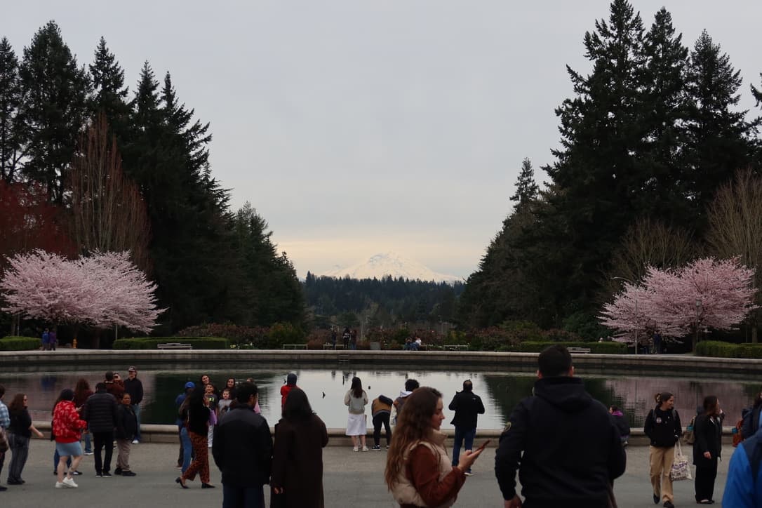 Mountain framed behind a reflecting pool and cherry blossoms